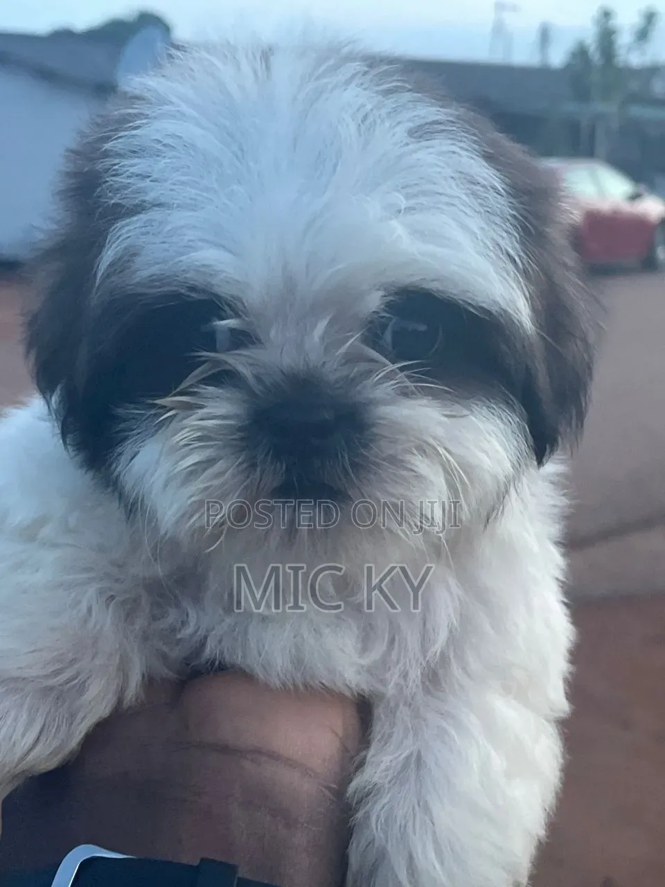 1-3 months Female Purebred Shih Tzu