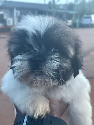 1-3 months Female Purebred Shih Tzu