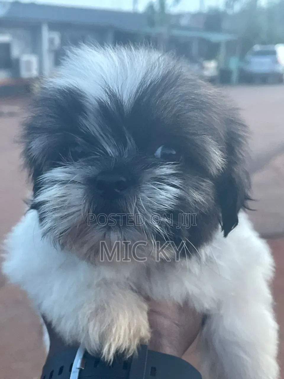 1-3 months Female Purebred Shih Tzu