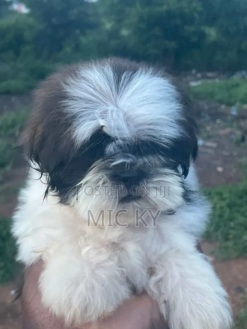 1-3 months Female Purebred Shih Tzu