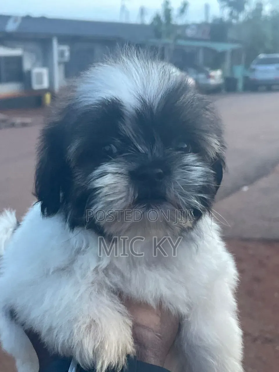 1-3 months Female Purebred Shih Tzu