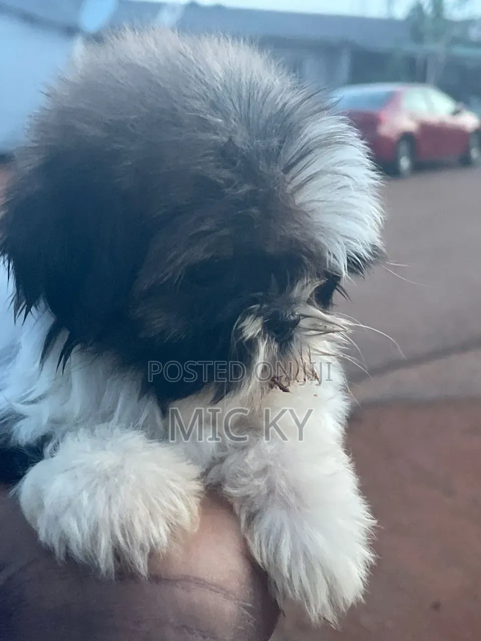 1-3 months Female Purebred Shih Tzu