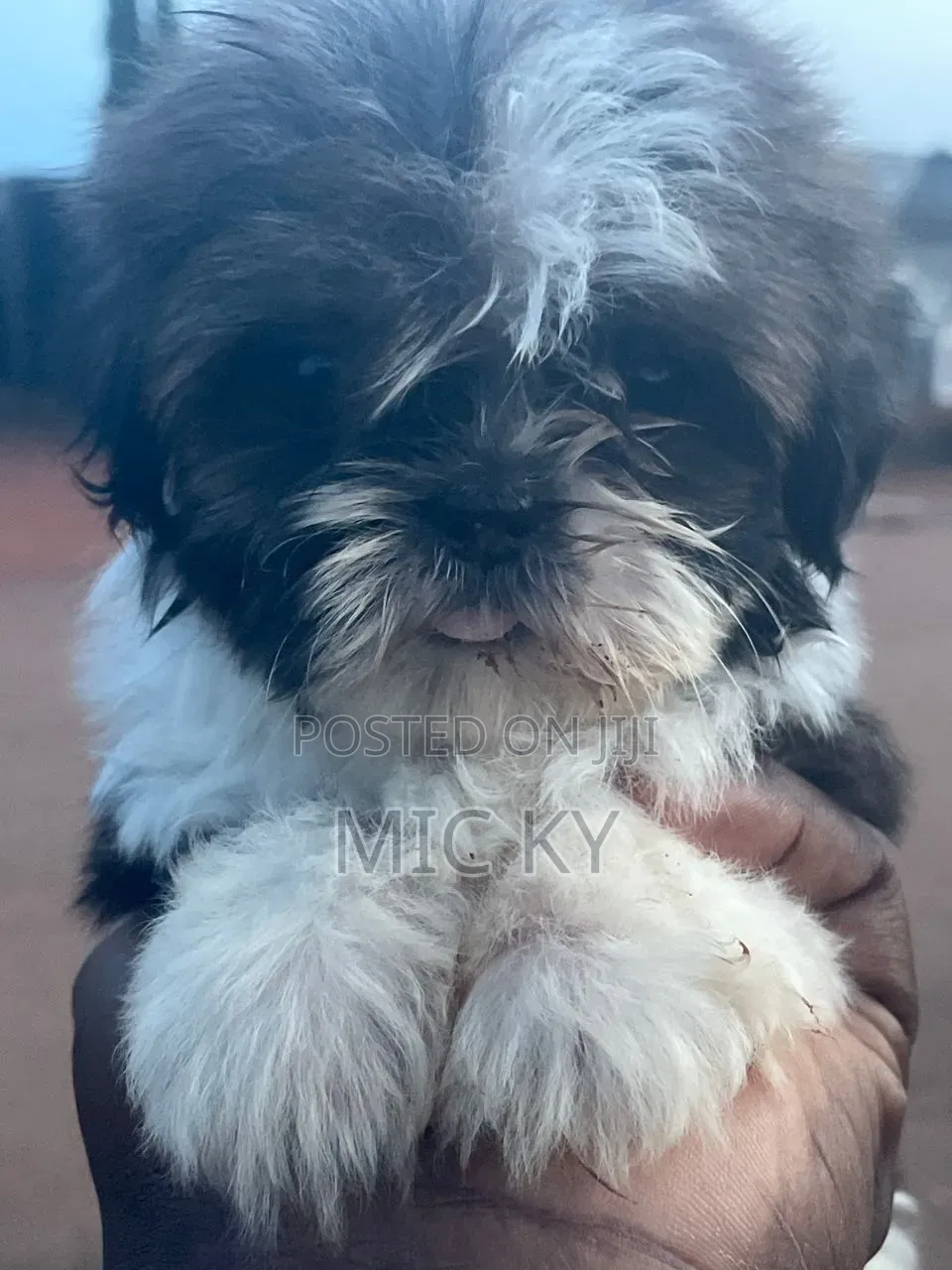 1-3 months Female Purebred Shih Tzu