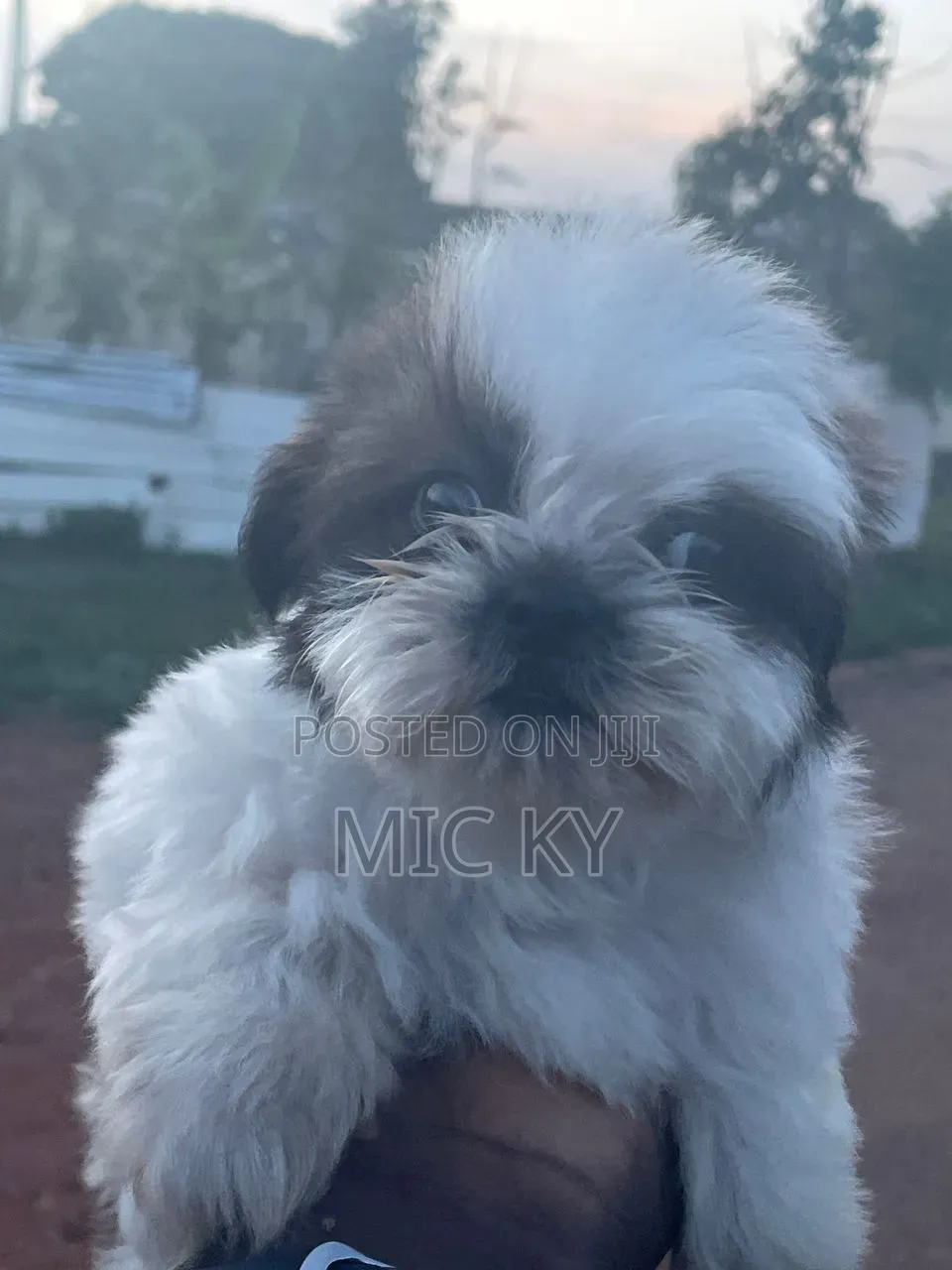 1-3 months Female Purebred Shih Tzu