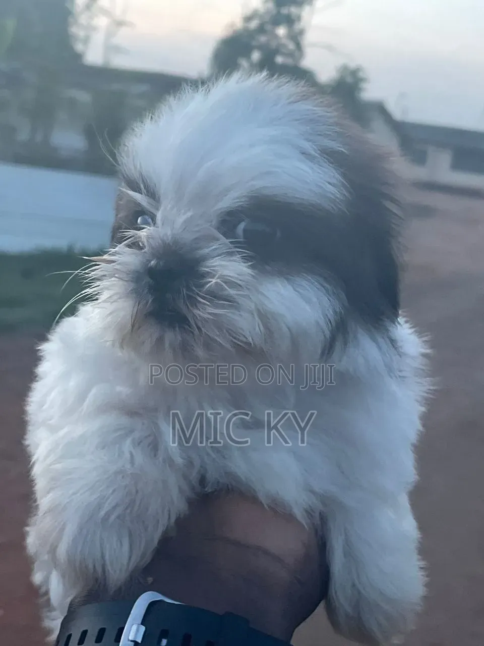 1-3 months Female Purebred Shih Tzu
