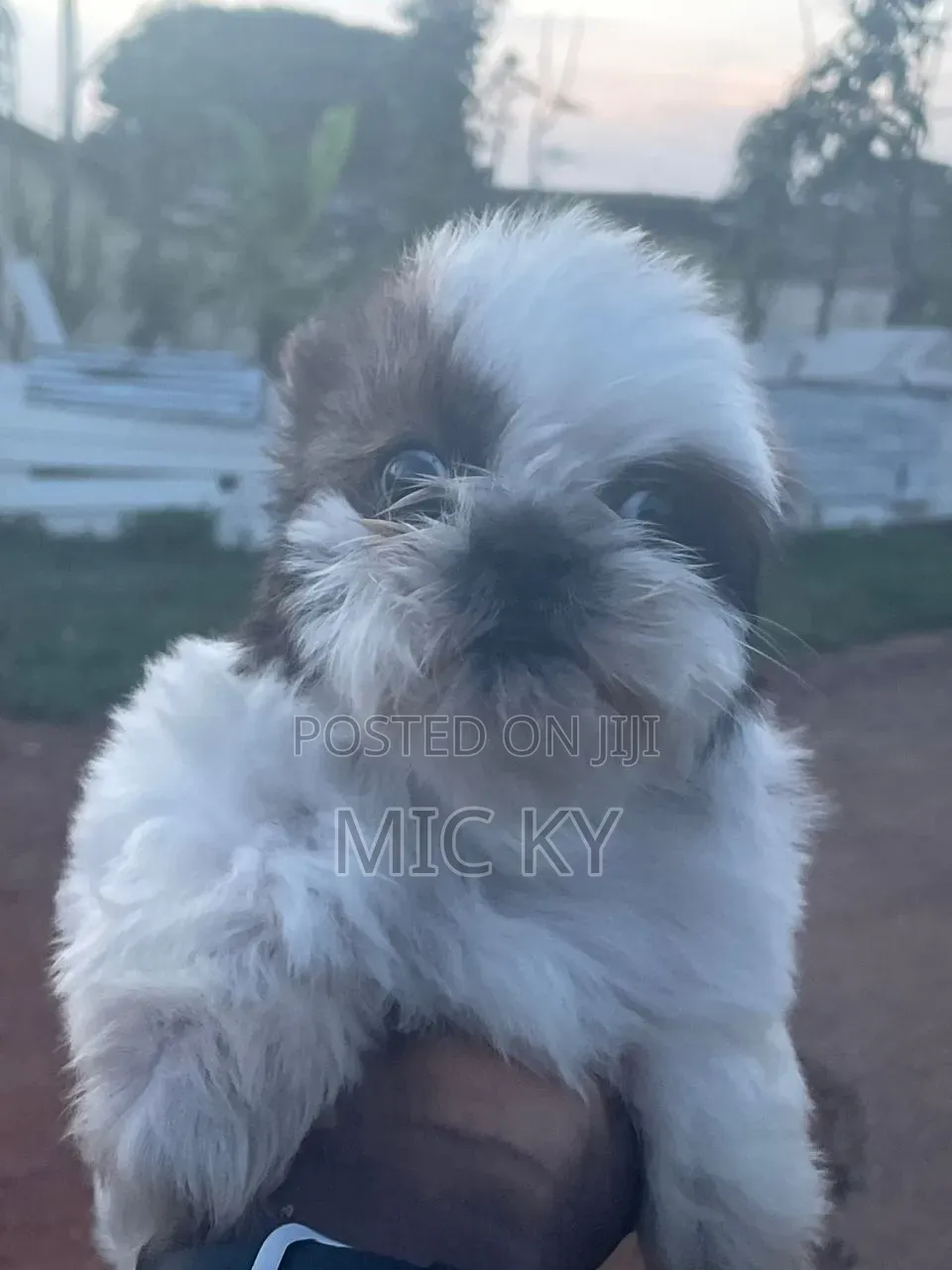 1-3 months Female Purebred Shih Tzu