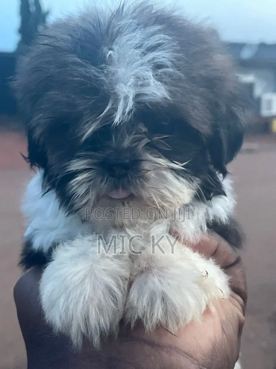 1-3 months Female Purebred Shih Tzu