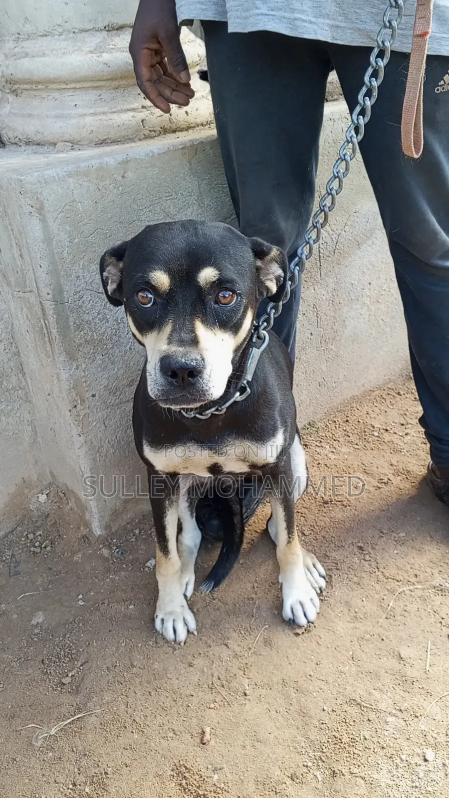 3-6 months Female Mixed Breed Rottweiler