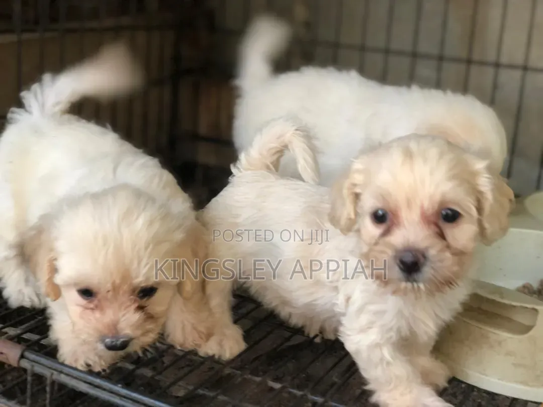 1-3 months Female Purebred Poodle