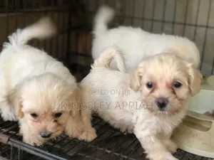 1-3 months Female Purebred Poodle