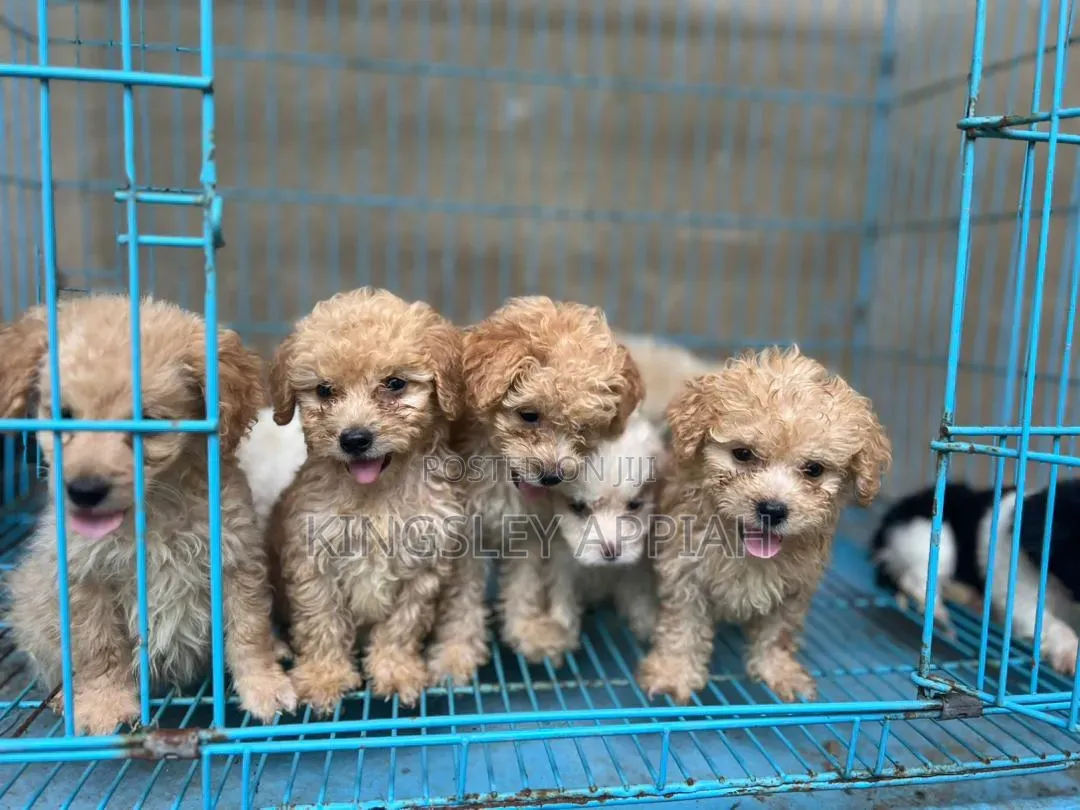 1-3 months Female Purebred Poodle