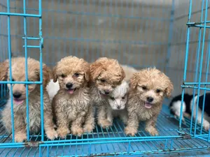 1-3 months Female Purebred Poodle