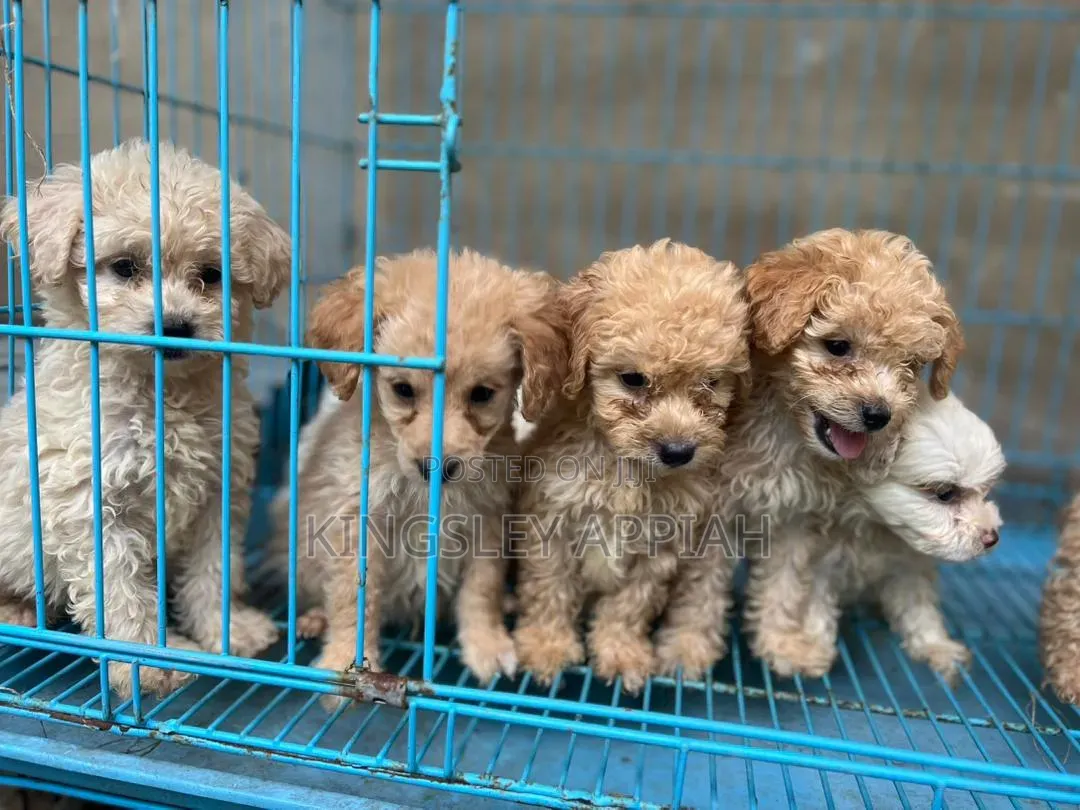 1-3 months Female Purebred Poodle