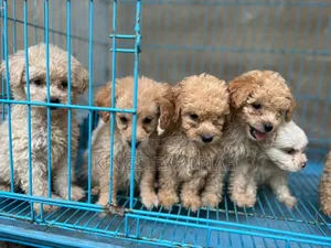 1-3 months Female Purebred Poodle