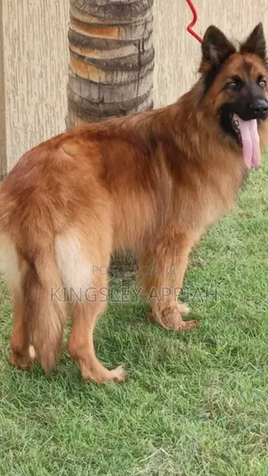 6-12 months Male Purebred German Shepherd
