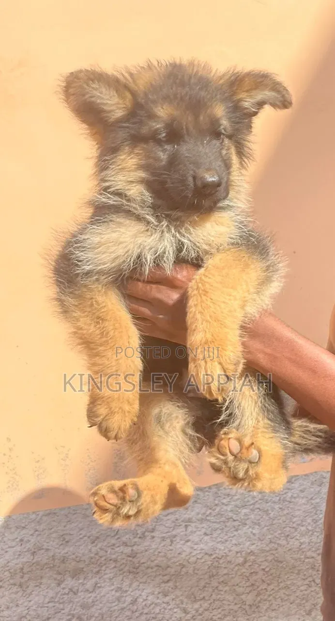 1-3 months Male Purebred German Shepherd