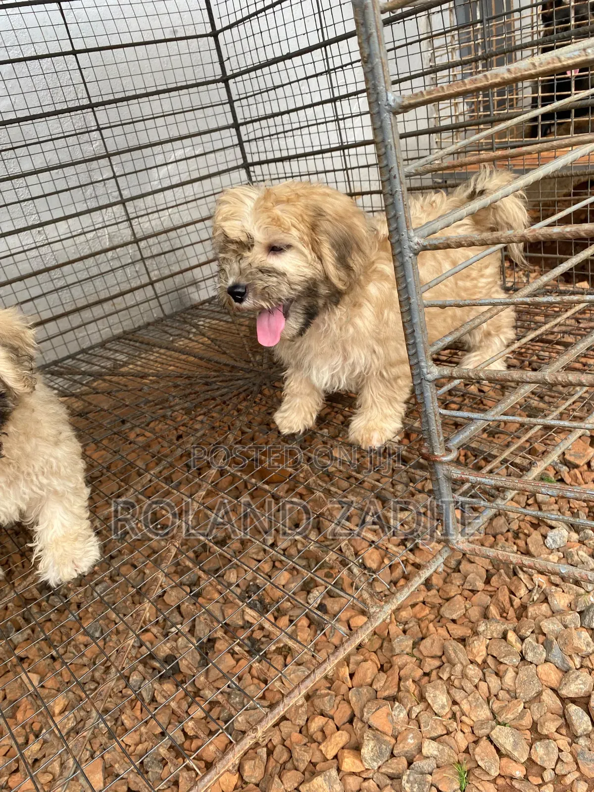1-3 months Male Purebred Poodle