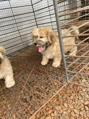 1-3 months Male Purebred Poodle