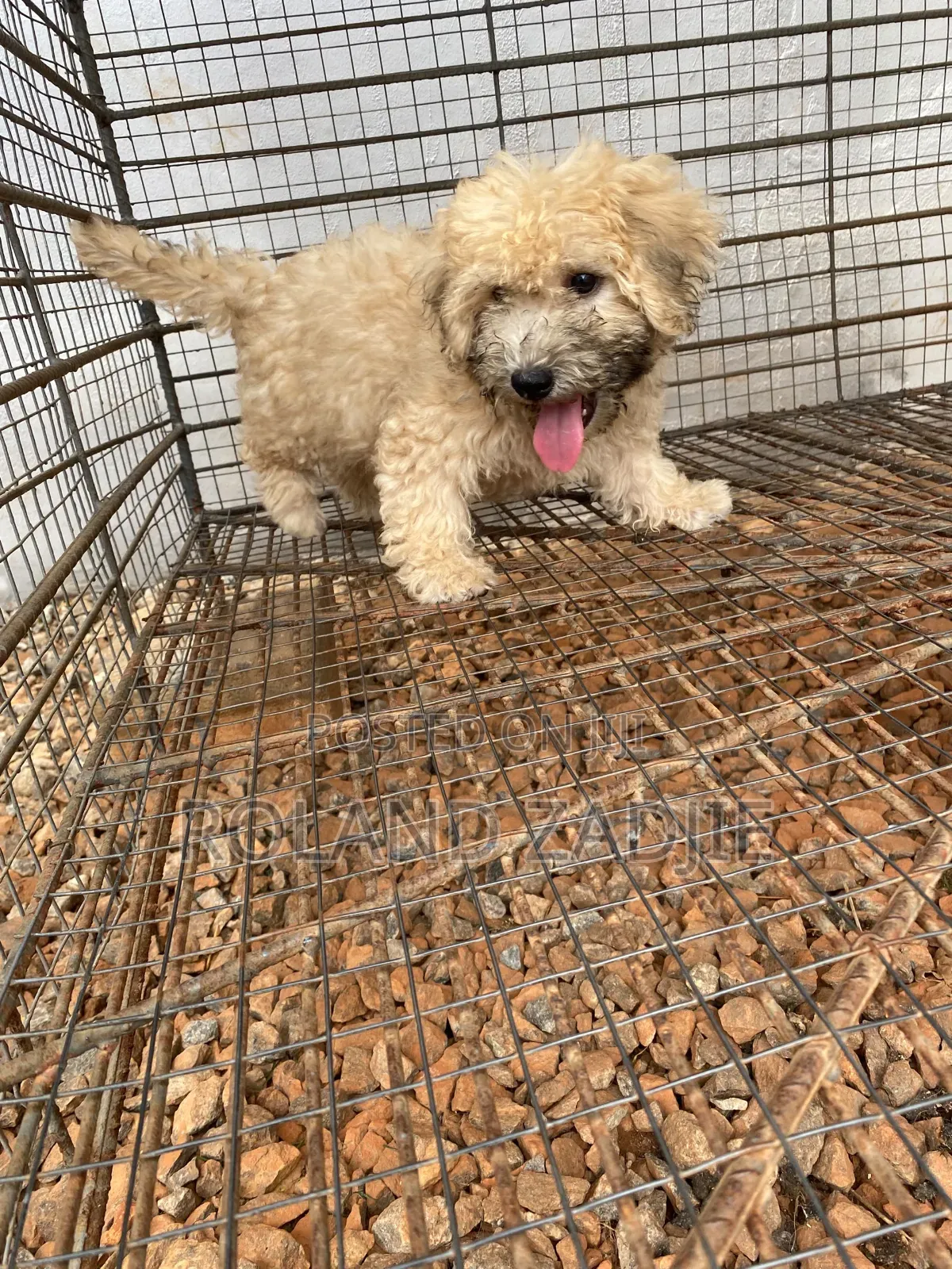 1-3 months Male Purebred Poodle