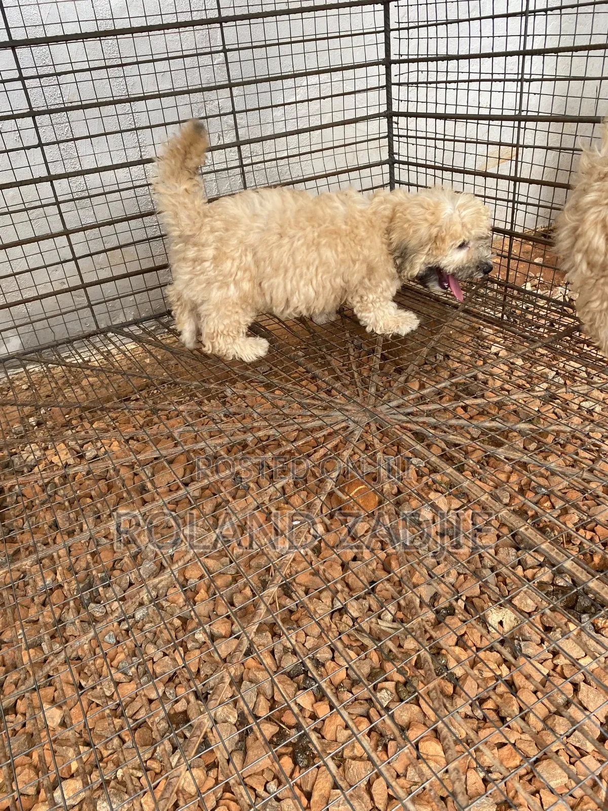 1-3 months Male Purebred Poodle