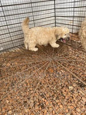 1-3 months Male Purebred Poodle