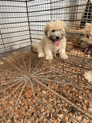 1-3 months Male Purebred Poodle