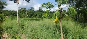 17 Acres of Farmland Available at Bayerebon Around Bibiani Road