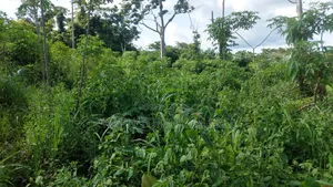 17 Acres of Farmland Available at Bayerebon Around Bibiani Road