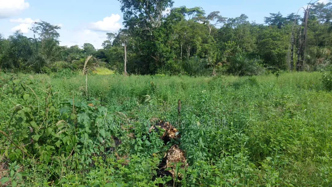 17 Acres of Farmland Available at Bayerebon Around Bibiani Road