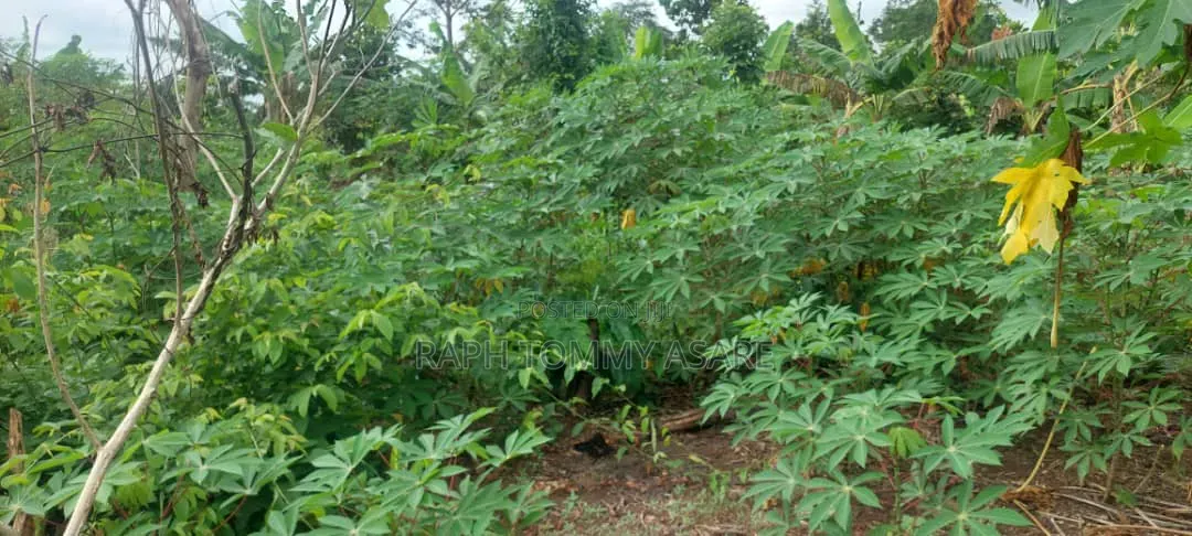 17 Acres of Farmland Available at Bayerebon Around Bibiani Road