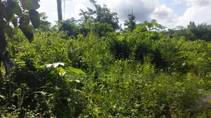 17 Acres of Farmland Available at Bayerebon Around Bibiani Road