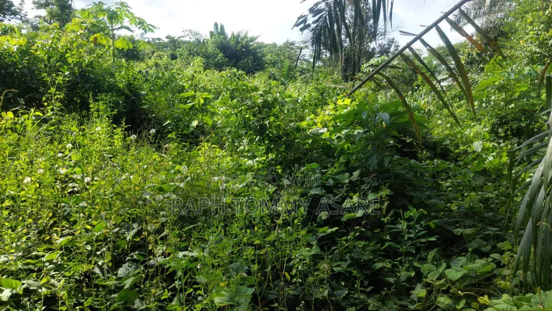 17 Acres of Farmland Available at Bayerebon Around Bibiani Road