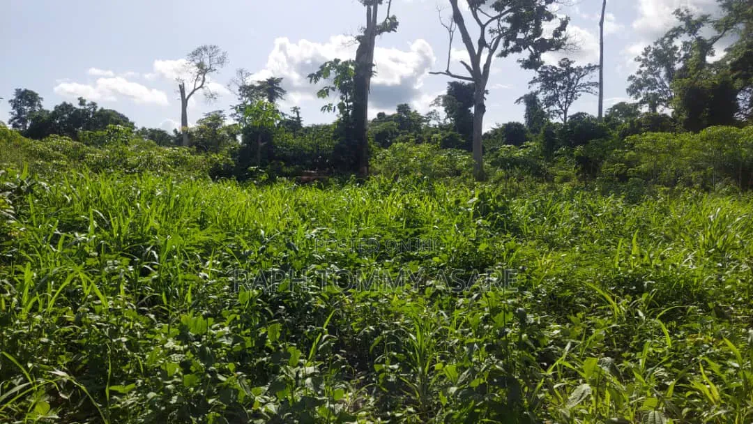 17 Acres of Farmland Available at Bayerebon Around Bibiani Road