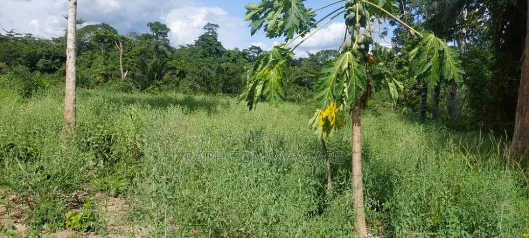 17 Acres of Farmland Available at Bayerebon Around Bibiani Road