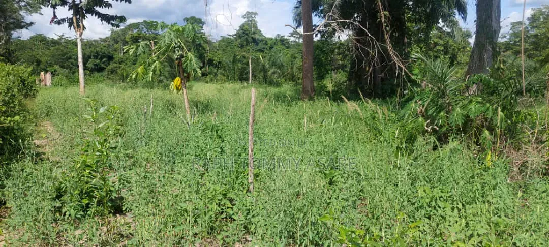 17 Acres of Farmland Available at Bayerebon Around Bibiani Road