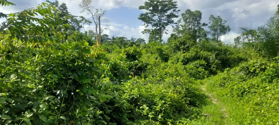 17 Acres of Farmland Available at Bayerebon Around Bibiani Road