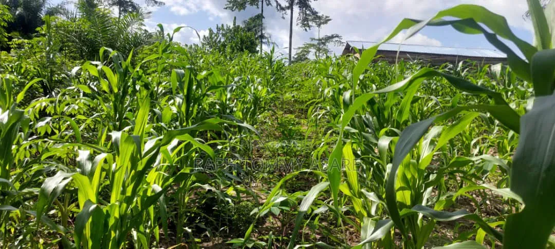 17 Acres of Farmland Available at Bayerebon Around Bibiani Road