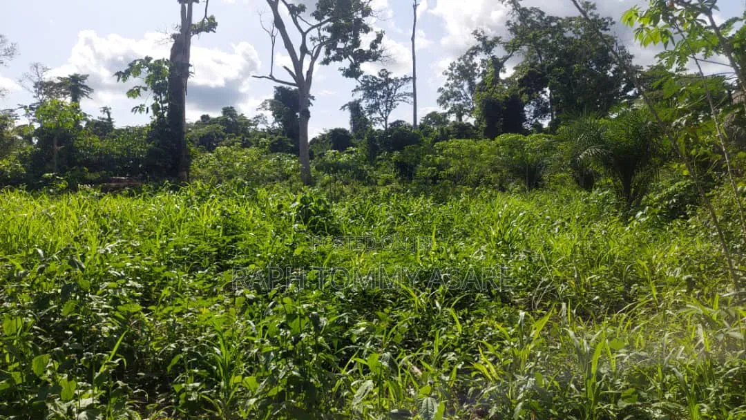17 Acres of Farmland Available at Bayerebon Around Bibiani Road