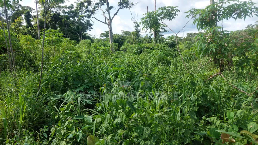 17 Acres of Farmland Available at Bayerebon Around Bibiani Road