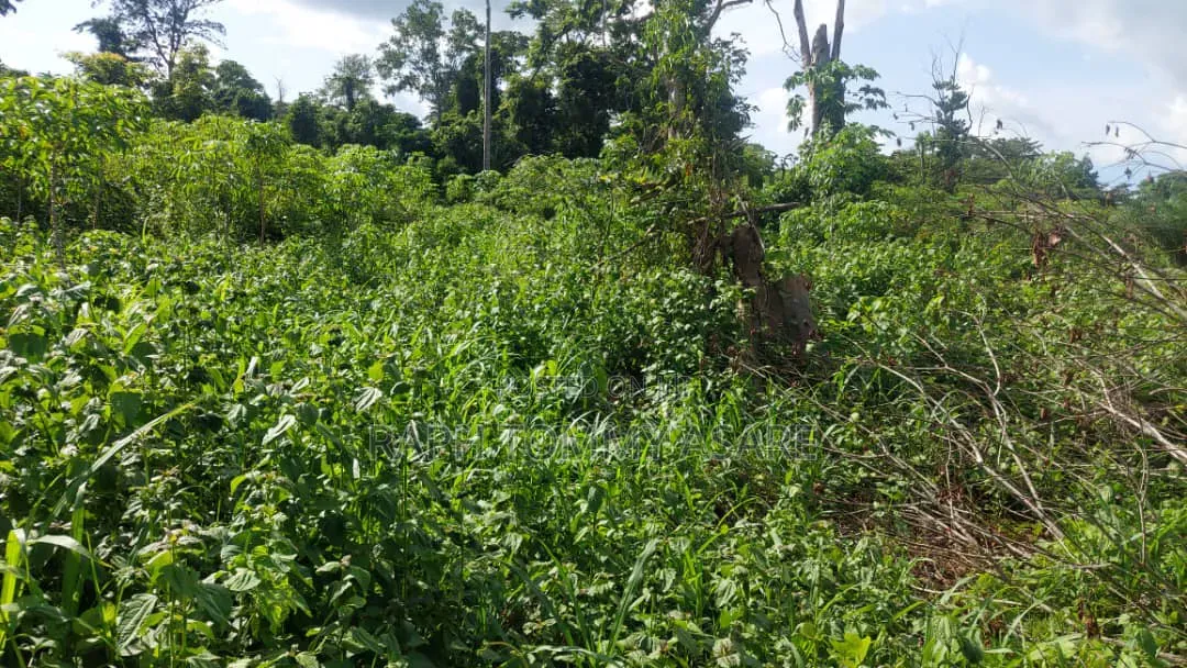 17 Acres of Farmland Available at Bayerebon Around Bibiani Road