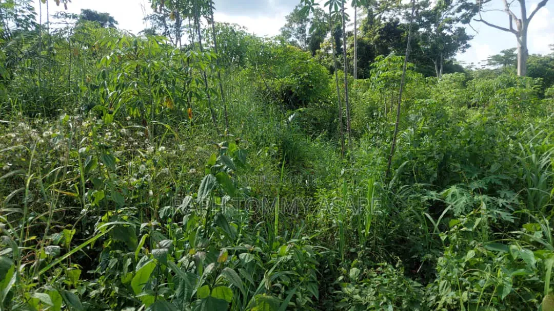 17 Acres of Farmland Available at Bayerebon Around Bibiani Road