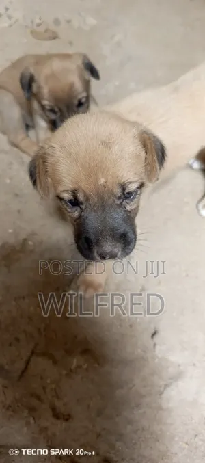 0-1 month Male Mixed Breed Boerboel