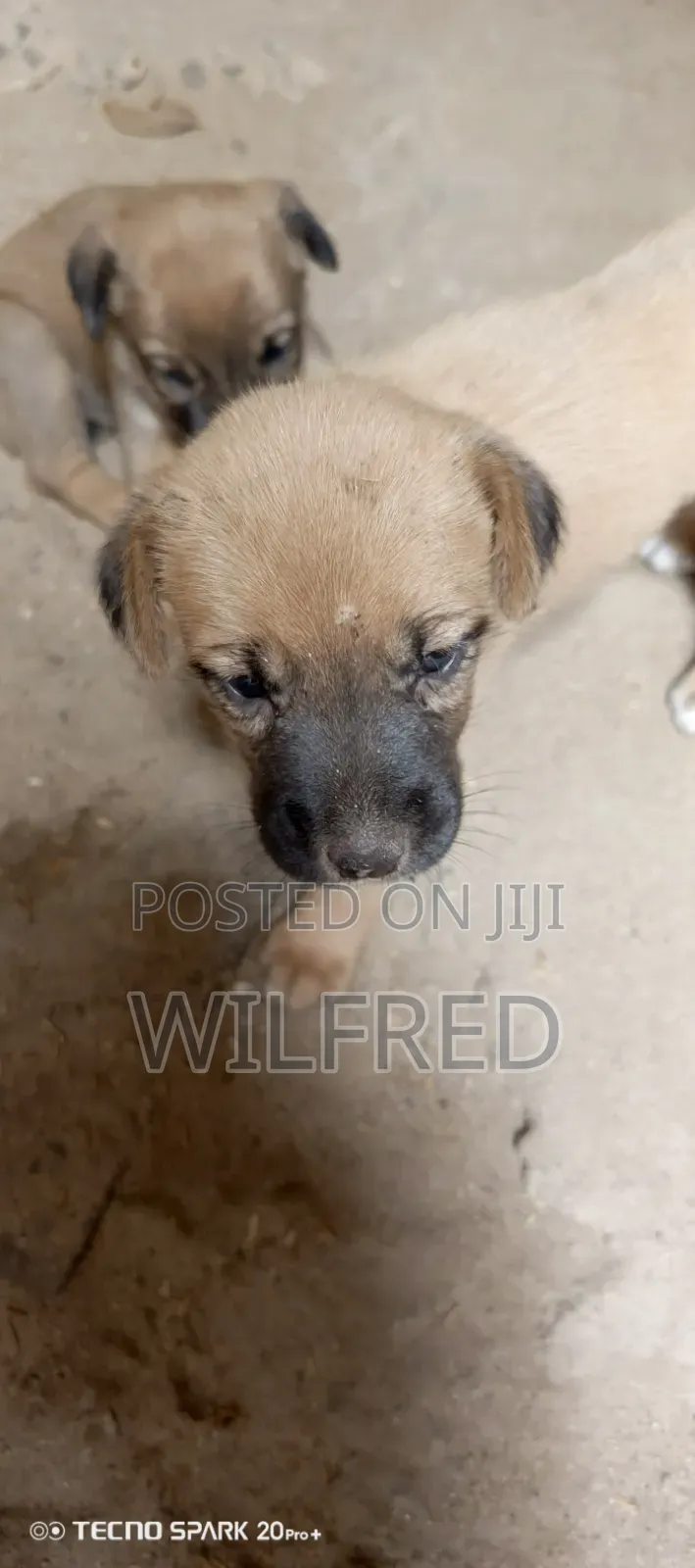0-1 month Male Mixed Breed Boerboel