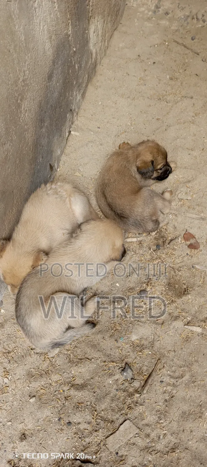 0-1 month Male Mixed Breed Boerboel