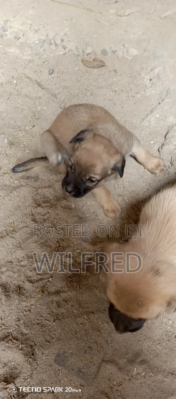 0-1 month Male Mixed Breed Boerboel