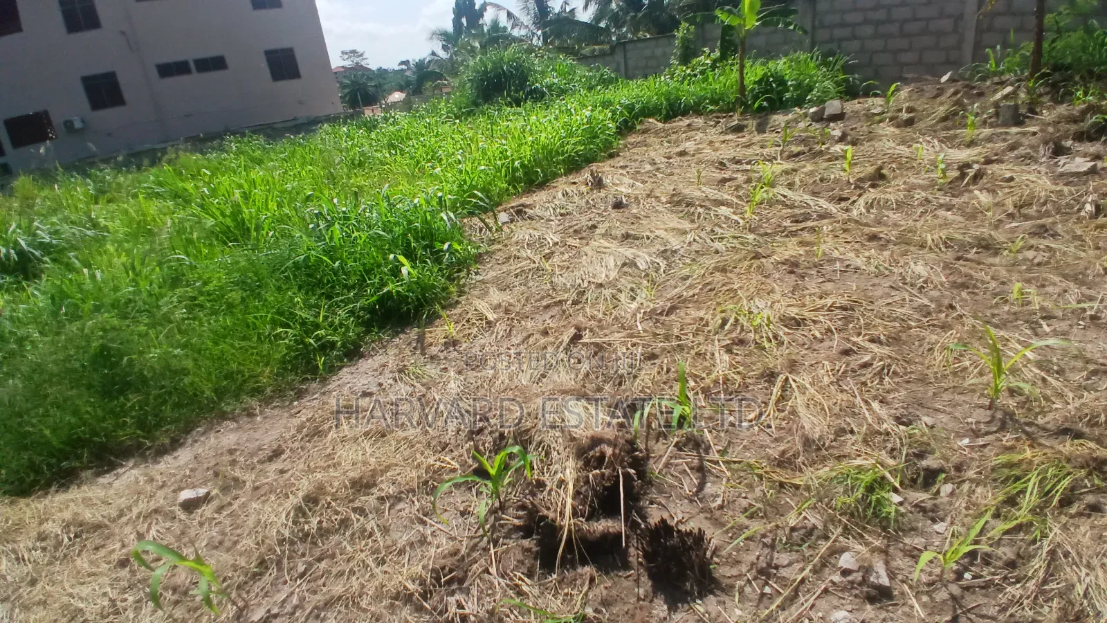 Land for Sale at Tech Apemso Near Knust Campus