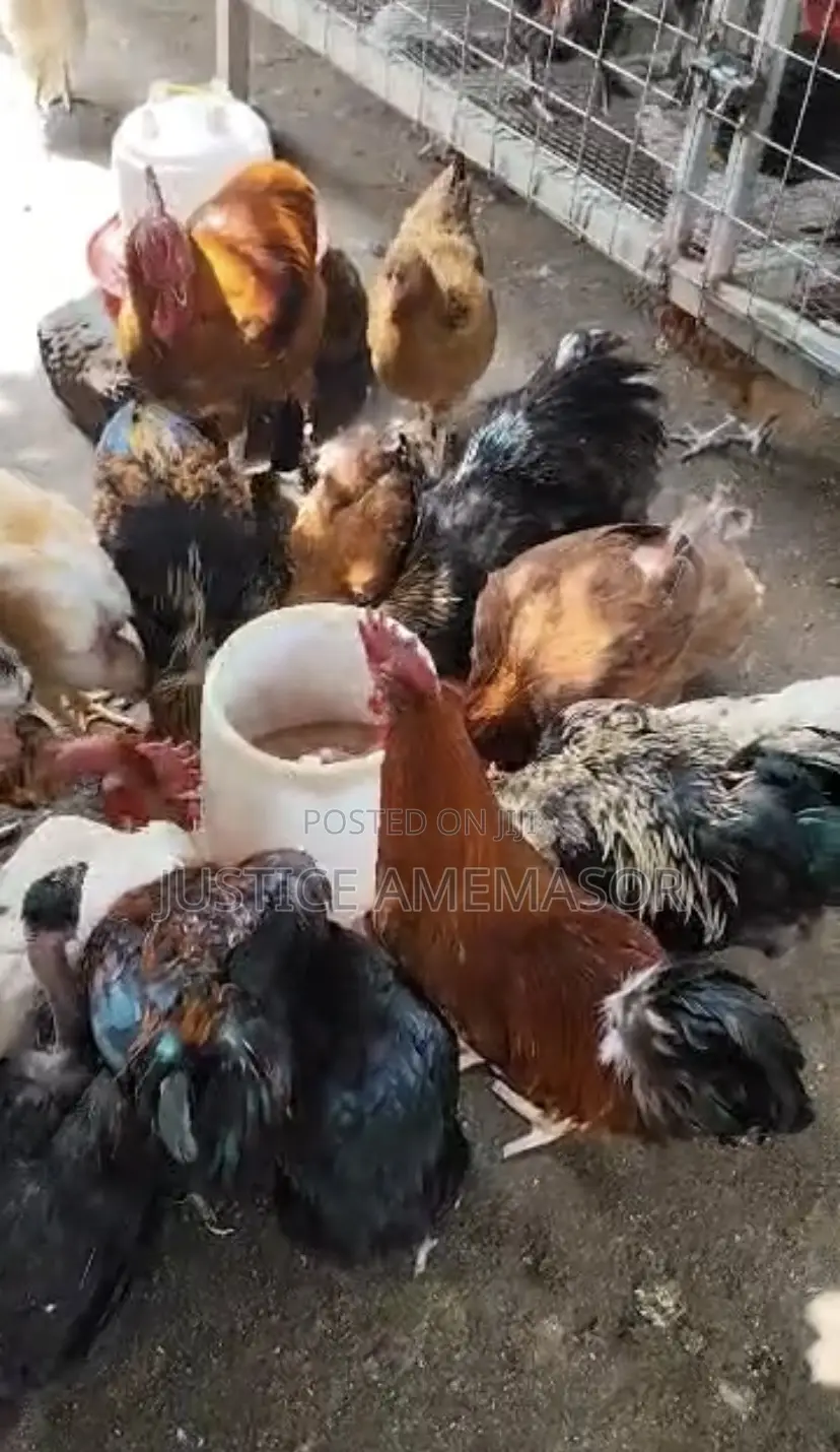 Healthy Organically Raised Chickens for Sale