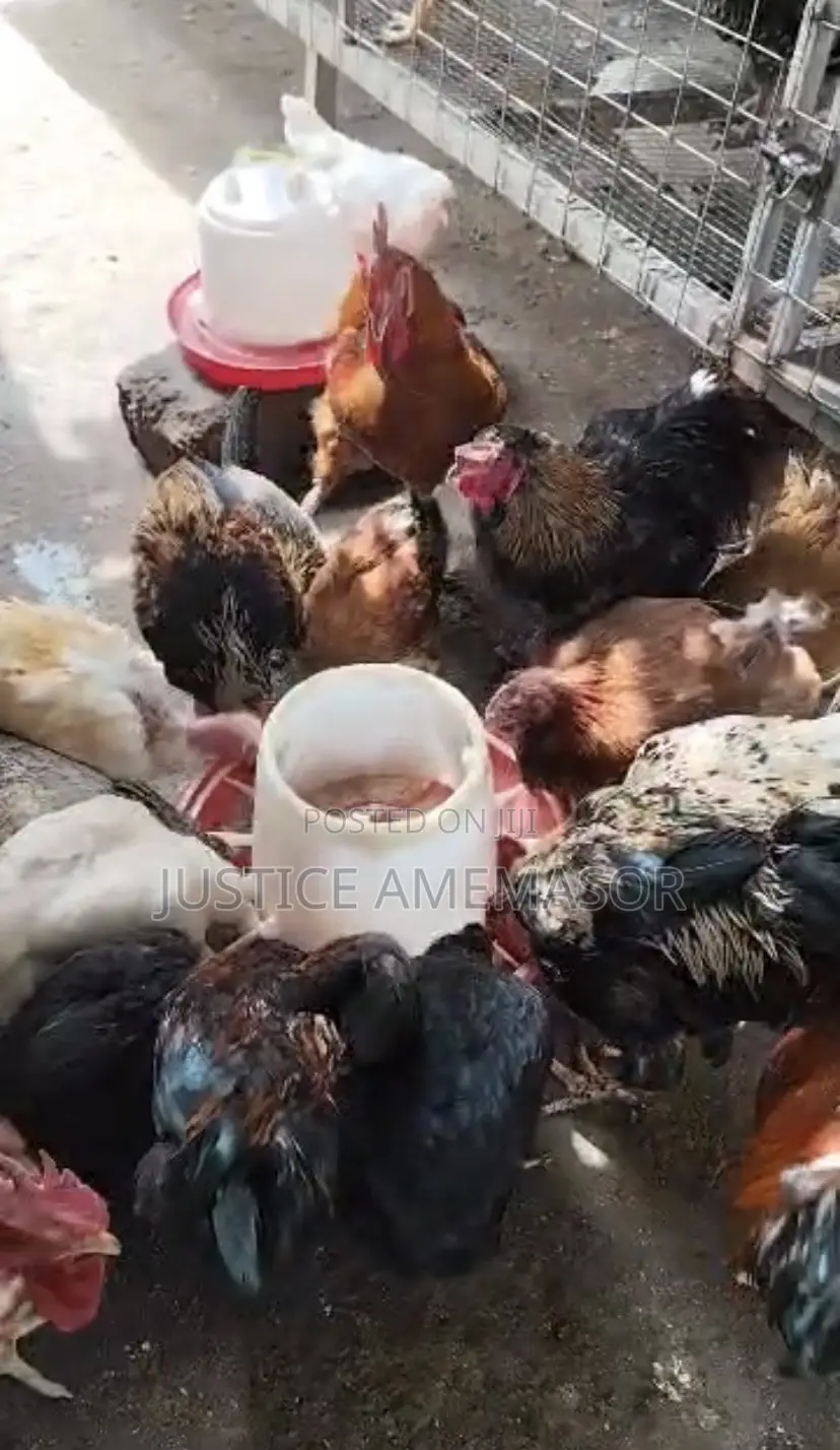 Healthy Organically Raised Chickens for Sale