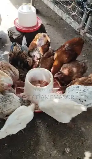Healthy Organically Raised Chickens for Sale