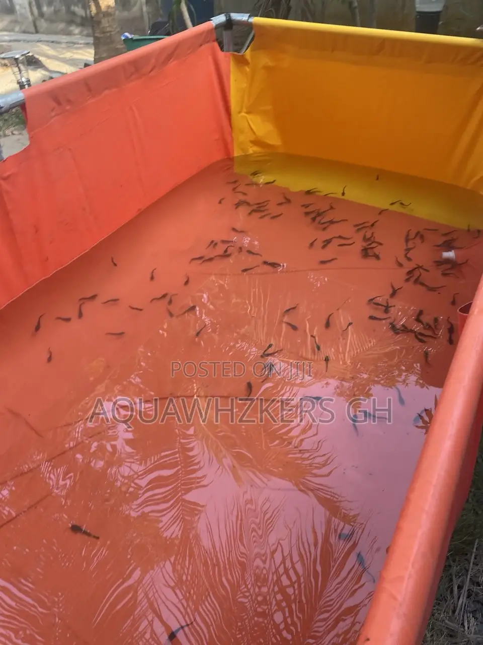 Kickstart Your Fish Farming Jorney With Us